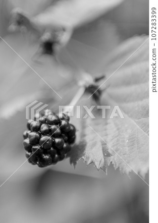 Photography from whole ripe berry black, red blackberry in nature closeup 107283399