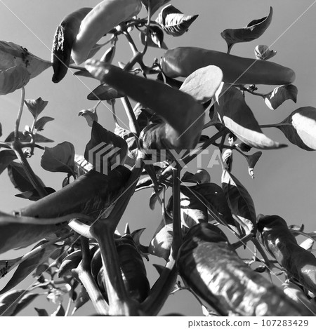 Photo on theme long red hot chili pepper 107283429