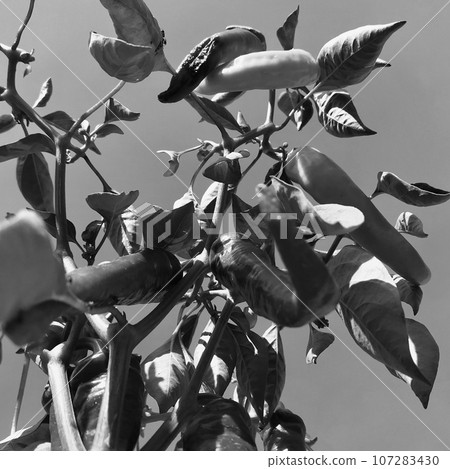 Photo on theme long red hot chili pepper Photo on theme long red hot chili pepper 107283430