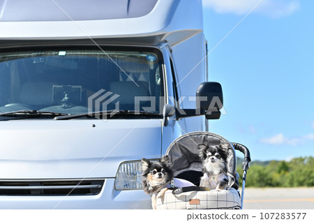 Camping van trip: Two Chihuahuas walking in a dog cart Camping van trip: Two Chihuahuas walking in a dog cart 107283577