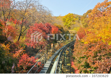 Hwadam Forest Botanic Garden small shuttle train car metal railway to Red Orange maple leaves trees in deep forest with beautiful colourful Autumn foliage trees scenery. 107283620
