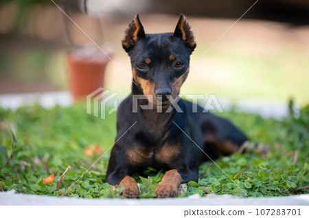 Portrait of doberman pincher dog 107283701