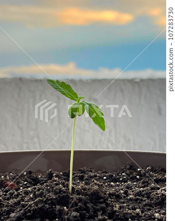 Closeup of Marijuana plant in pot. Cannabis vegetation. Closeup of Marijuana plant in pot. Cannabis vegetation. 107283730