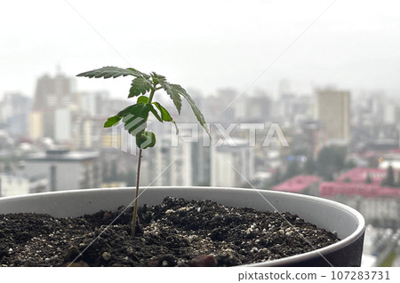 Marijuana Cannabis plant in pot afainst window with view of modern city 107283731