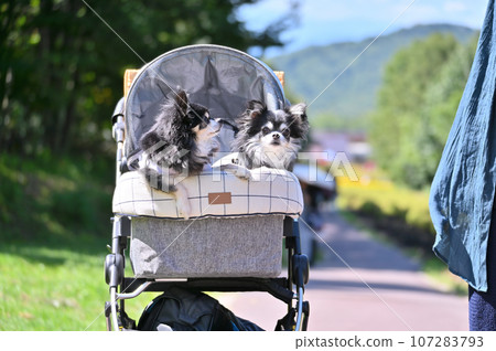 A female owner and her two Chihuahuas, a pet dog photographer 107283793