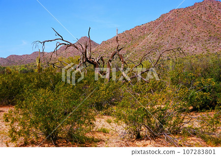 San Tan Mountains Sonora Desert Arizona On Film 107283801