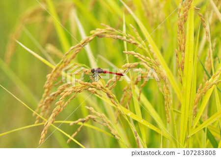 一隻紅蜻蜓棲息在成熟的稻穗上 107283808