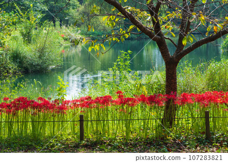 River environment paradise, spider lilies in full bloom <Kakamigahara City, Gifu Prefecture> River environment paradise, spider lilies in full bloom <Kakamigahara City, Gifu Prefecture> 107283821