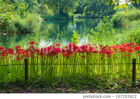 River environment paradise, spider lilies in full bloom <Kakamigahara City, Gifu Prefecture> River environment paradise, spider lilies in full bloom <Kakamigahara City, Gifu Prefecture> 107283822