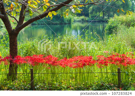 River environment paradise, spider lilies in full bloom <Kakamigahara City, Gifu Prefecture> River environment paradise, spider lilies in full bloom <Kakamigahara City, Gifu Prefecture> 107283824