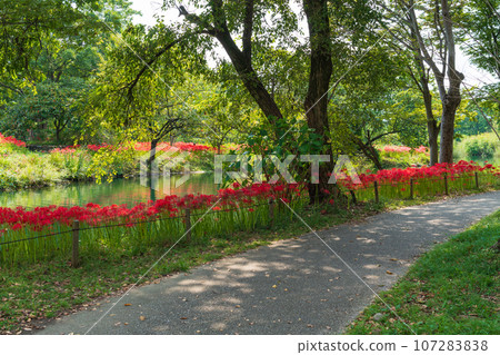 河川環境天堂、蜘蛛百合盛開<岐阜縣各務原市> 107283838