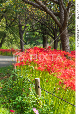 River environment paradise, spider lilies in full bloom <Kakamigahara City, Gifu Prefecture> 107283846