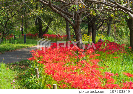 河川環境天堂、蜘蛛百合盛開<岐阜縣各務原市> 河川環境天堂、蜘蛛百合盛開<岐阜縣各務原市> 107283849