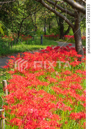 River environment paradise, spider lilies in full bloom <Kakamigahara City, Gifu Prefecture> River environment paradise, spider lilies in full bloom <Kakamigahara City, Gifu Prefecture> 107283853