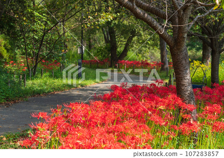 River environment paradise, spider lilies in full bloom <Kakamigahara City, Gifu Prefecture> 107283857