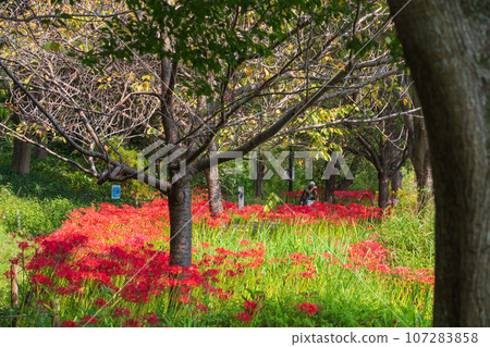 河川環境天堂、蜘蛛百合盛開<岐阜縣各務原市> 107283858