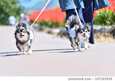 Two Chihuahuas enjoying a walk in the park where salvias are in full bloom in autumn. Two Chihuahuas enjoying a walk in the park where salvias are in full bloom in autumn. 107283956