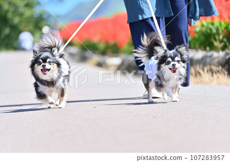 Two Chihuahuas enjoying a walk in the park where salvias are in full bloom in autumn. Two Chihuahuas enjoying a walk in the park where salvias are in full bloom in autumn. 107283957