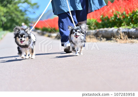 兩隻吉娃娃在秋天丹參盛開的公園裡散步。 兩隻吉娃娃在秋天丹參盛開的公園裡散步。 107283958