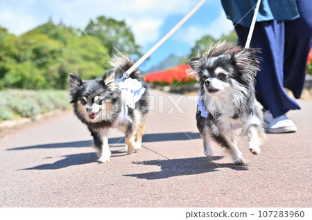 Two Chihuahuas enjoying a walk in the park where salvias are in full bloom in autumn. 107283960