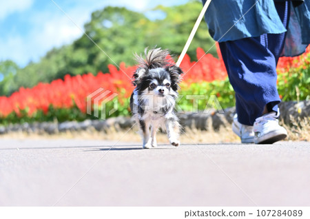Chihuahua enjoying a walk with his female owner, Salvia in full bloom, autumn park Chihuahua enjoying a walk with his female owner, Salvia in full bloom, autumn park 107284089
