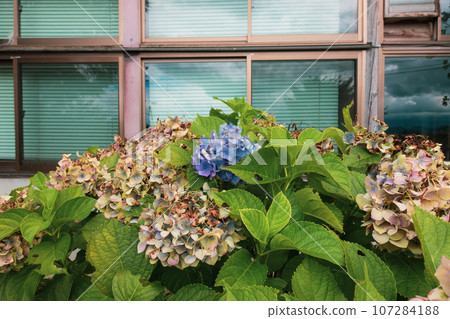End of summer [withered hydrangea] 107284188