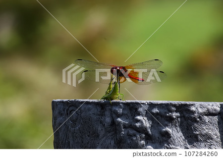A red dragonfly piggybacking on a grasshopper 107284260