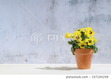 Yellow viola grown in a small clay pot Yellow viola grown in a small clay pot 107284299