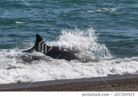 Orca hunting sea lions in the shoreline ,Peninsula Valdes, Patagonia, Argentina. Orca hunting sea lions in the shoreline ,Peninsula Valdes, Patagonia, Argentina. 107284423