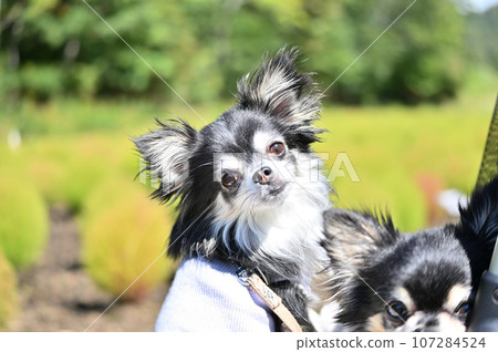 Chihuahua taking a walk in a pet cart, relaxing and relaxing 107284524