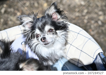 Chihuahua taking a walk in a pet cart, relaxing and relaxing Chihuahua taking a walk in a pet cart, relaxing and relaxing 107284527