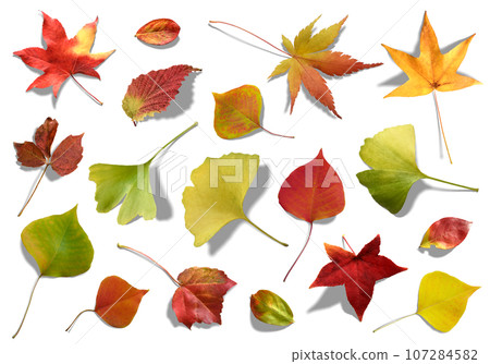 Fallen colorful autumn leaves, Kirinuki material with shadow 107284582