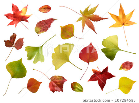 Fallen colorful autumn leaves, autumn-colored Kirinuki material 107284583