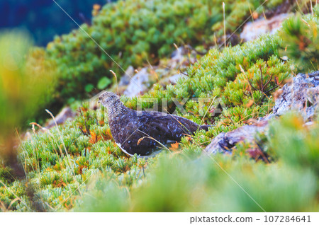 A ptarmigan in summer plumage that lives in the pine belt. 107284641