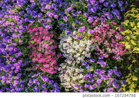 美麗的花壇花 107284788