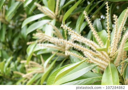 Chestnut flowers 107284862