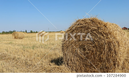 a stack of golden straw rolled into a roll against the backdrop of an agricultural field on a bright autumn day, assembling hay into round stacks on farm land, autumn harvesting of dry grass 107284900