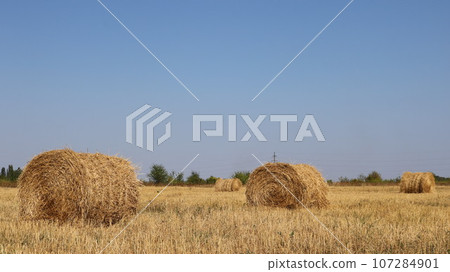 stacks of dry hay rolled into rolls lying on a sunny field under a clear blue sky, agricultural autumn landscape after harvesting, straw packed in round stacks 107284901