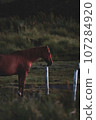 Horse looking at the sunrise 107284920