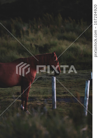 馬看日出 馬看日出 107284920