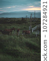 Early morning in a quiet meadow 107284921
