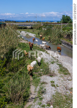 Pace del Mela, cows drinking water from the river, Sicily 107285037