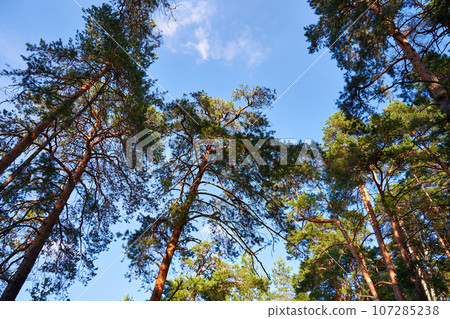 Summer in a pine forest. Tall pine trees reaching towards the blue sky Summer in a pine forest. Tall pine trees reaching towards the blue sky 107285238