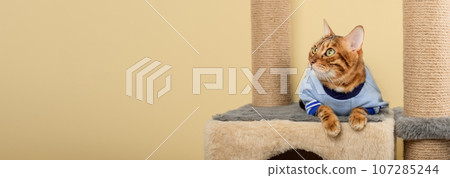 Bengal cat in clothes lies on a scratching post. Bengal cat in clothes lies on a scratching post. 107285244