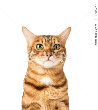 Sad or upset face of a domestic cat on a white background. 107285246