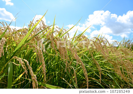 Fruited rice panicle 107285249
