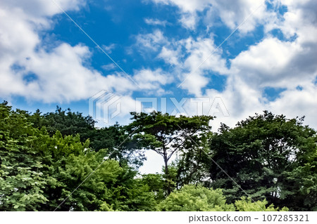 Early summer blue sky and green Early summer blue sky and green 107285321