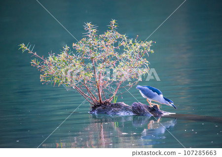 A black-crowned night heron stares at the pond in a fish-catching pose. 107285663
