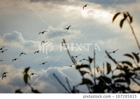 At dusk, birds heading to their nests At dusk, birds heading to their nests 107285815