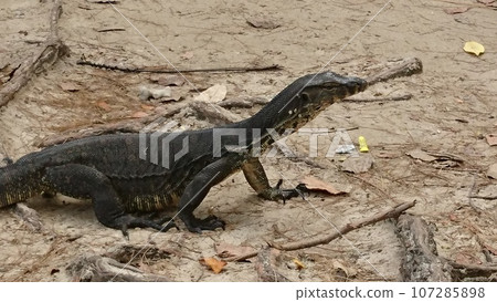 Borneo monitor lizard Borneo monitor lizard 107285898